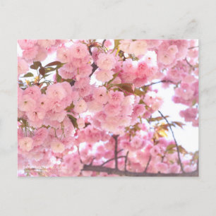 八重桜(Double cherry blossoms):Postcard Postcard