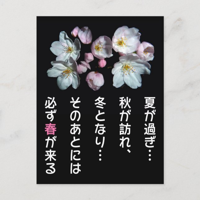 募金用 , Cherry blossoms , 桜 Postcard (Front)