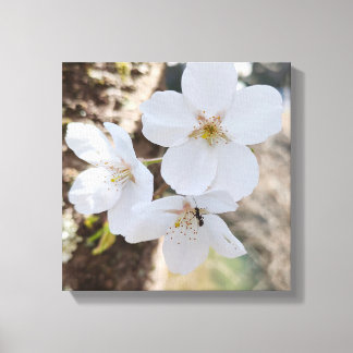 桜 Cherry Blossom Close-Up Photography Canvas Print