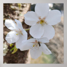 桜 Cherry Blossom Close-Up Photography