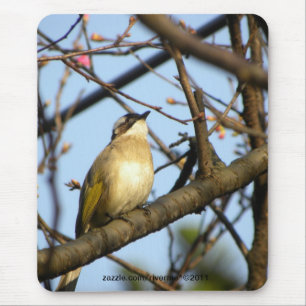 白頭翁Chinese Bulbul Bird On Cherry Branches Mouse Mat