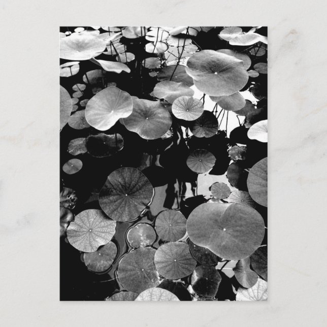 蓮の葉 POSTCARD (Front)