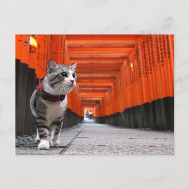 野良猫ニャン吉【伏見稲荷】 POSTCARD (Front)