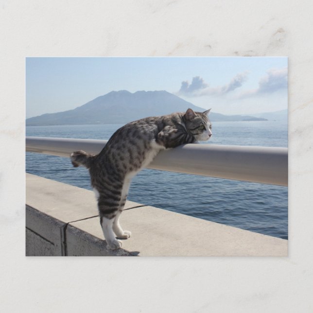 野良猫ニャン吉【錦江湾と桜島】 POSTCARD (Front)