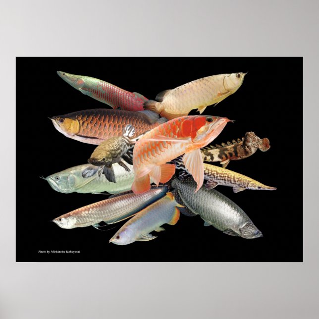 飛び出す大型熱帯魚たち,N0.01 POSTER (Front)