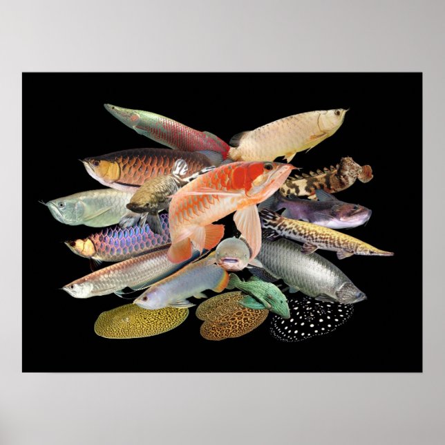 飛び出す大型熱帯魚たち,N0.02 POSTER (Front)