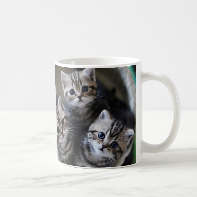 ３匹のアメリカンショートヘアの子猫たち　マグカップ COFFEE MUG (Right)