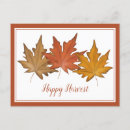Search for red maple postcards Elegant
