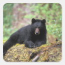 Search for omnivorous stickers Fauna