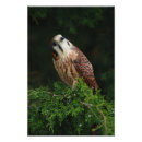 Search for wildlife protection posters Bird