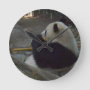 Search for panda clocks Nature