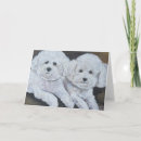 Search for bichons cards White dogs