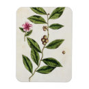 Search for blackwell magnets Fl 1757 82