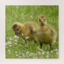 Search for goslings puzzles Birds