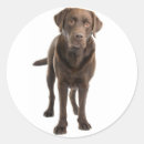 Search for chocolate labrador stickers Puppy