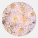 Search for chrysanthemums stickers Botany