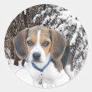 Search for beagle puppy stickers Hound