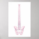 Search for backbone art Biology