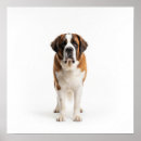 Search for bernards art Pet