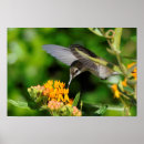 Search for hungry posters Bird