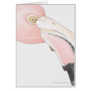 Search for surface level Animal body part