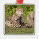 Search for tanzania christmas tree decorations Nature