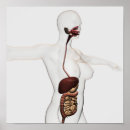 Search for human digestive system posters Illustration