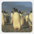 Search for gentoo stickers Wildlife