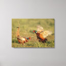 Search for pheasant canvas prints Bird