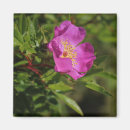 Search for single rose magnets Pink