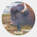 Search for wild buffalo stickers Bison