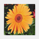 Search for orange gerbera magnets Nature