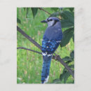 Search for jay postcards Wildlife
