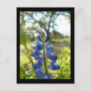 Search for blue wildflower postcards Plants