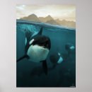 Search for orca posters Whale