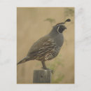 Search for quail postcards Animal