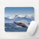Search for breaching mouse mats Alaska