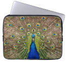 Search for plumage electronics Peacock