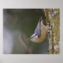 Search for nuthatch posters Wildlife