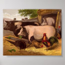 Search for vintage chicken posters Barn
