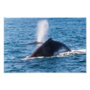 Search for fluke posters Sea
