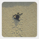 Search for green turtles stickers Wildlife