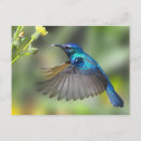 Search for blue hummingbird postcards Nature