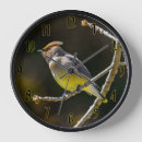 Search for wild clocks Photograph