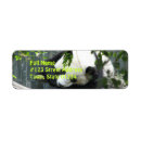 Search for panda return address labels Animal