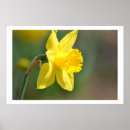 Search for yellow daffodil flowers posters Photography