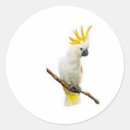 Search for cockatoo stickers Parrot