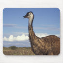 Search for rare mouse mats Nature