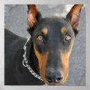 Search for working breed posters Canine