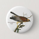 Search for red shouldered hawk Bird